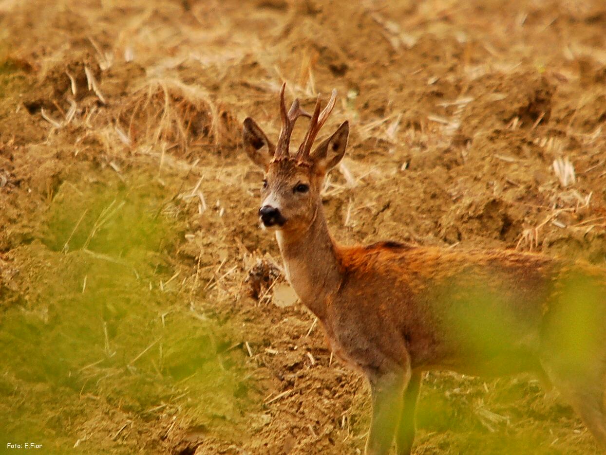 Il Capriolo